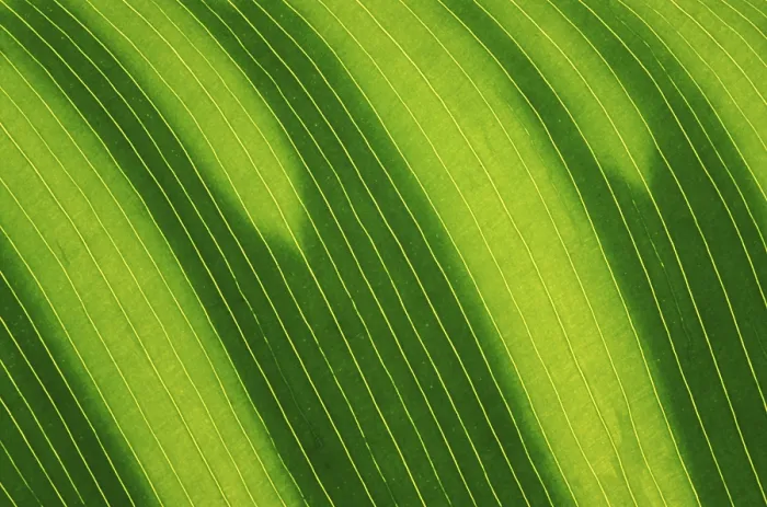 Framed Print : Banana Leaf Macro Print Framed Print : Banana Leaf Macro Print