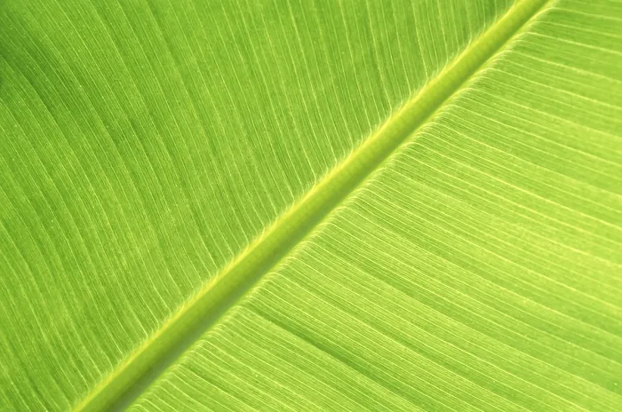 Framed Print : Banana Leaf Macro Print Framed Print : Banana Leaf Macro Print