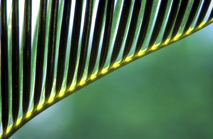 Framed Print : Banana Leaf Macro Print Framed Print : Banana Leaf Macro Print