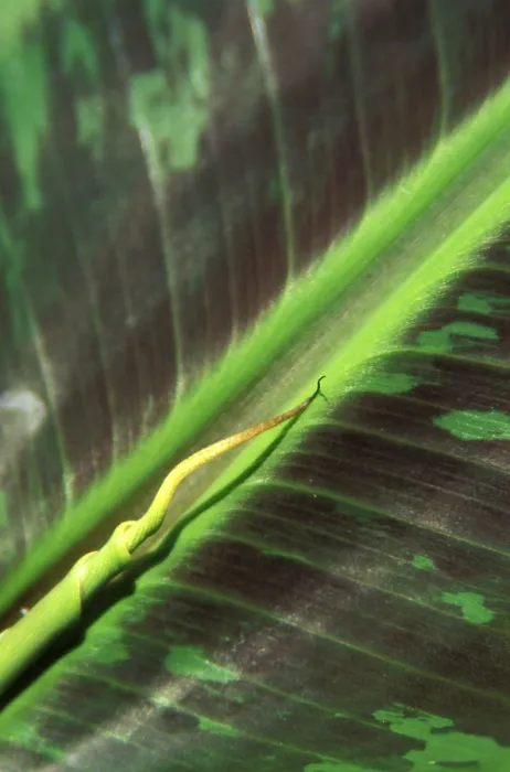 Framed Print : Banana Leaf Macro Print Framed Print : Banana Leaf Macro Print
