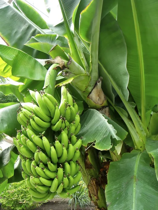 Framed Print : Banana Tree Print Framed Print : Banana Tree Print