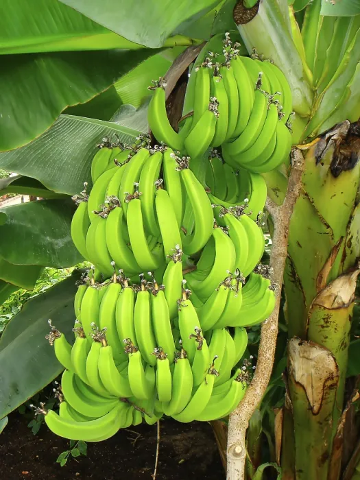 Framed Print : Banana Tree Print: Unique Tree on a Banana Tree Framed Print : Banana Tree Print: Unique Tree on a Banana Tree