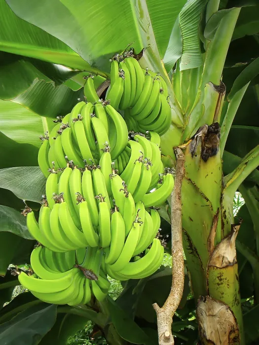 Framed Print : Banana Tree on a Tree Print Framed Print : Banana Tree on a Tree Print