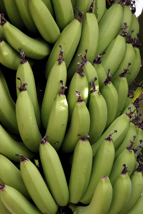 Framed Print : Bananas Print by ImageBROKER Framed Print : Bananas Print by ImageBROKER