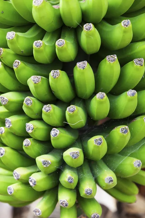 Framed Print : Bananas on a Tree Print Framed Print : Bananas on a Tree Print