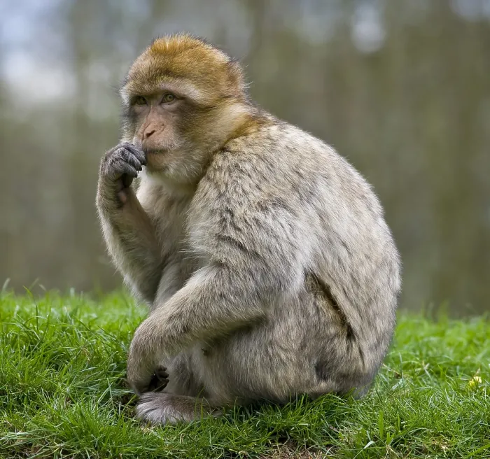 Framed Print : Barbary Macaque Print, Monkey Forest, Trentham, England Framed Print : Barbary Macaque Print, Monkey Forest, Trentham, England
