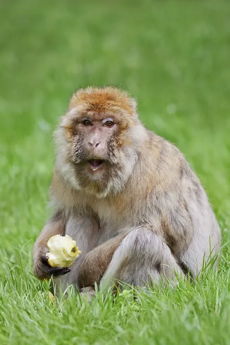 Framed Print : Barbary Macaque Print: Female in Moroccan Meadow Framed Print : Barbary Macaque Print: Female in Moroccan Meadow