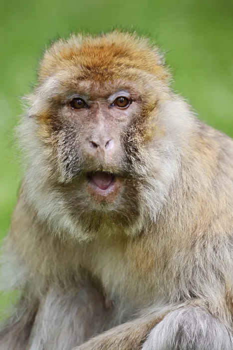 Framed Print : Barbary Macaque Print - Morocco, Algeria and Gibraltar Framed Print : Barbary Macaque Print - Morocco, Algeria and Gibraltar
