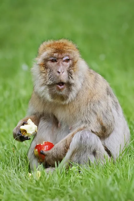 Framed Print : Barbary Macaque Print - Morocco and Gibraltar Framed Print : Barbary Macaque Print - Morocco and Gibraltar