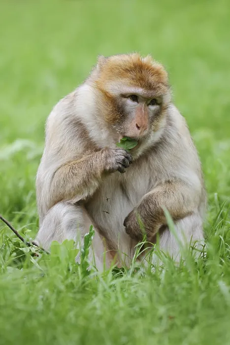Framed Print : Barbary Macaque Print: Morocco and Gibraltar Scene Framed Print : Barbary Macaque Print: Morocco and Gibraltar Scene