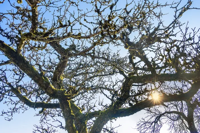 Framed Print : Bare Branches with Moss Print, Apple Tree in Bavaria Framed Print : Bare Branches with Moss Print, Apple Tree in Bavaria