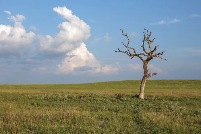 Framed Print : Bare Dead Tree in Open Field Print Framed Print : Bare Dead Tree in Open Field Print