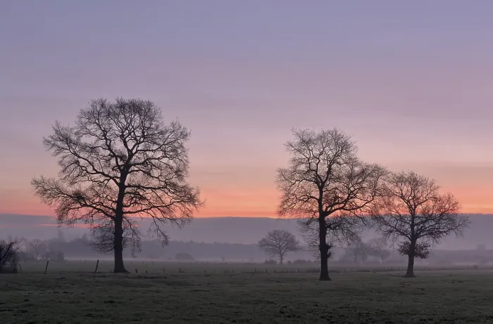 Framed Print : Bare Deciduous Trees at Dawn Print, Germany Framed Print : Bare Deciduous Trees at Dawn Print, Germany
