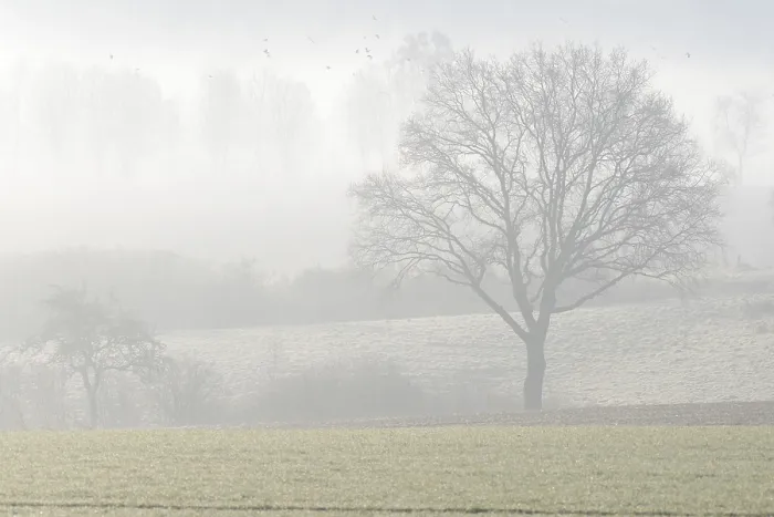 Framed Print : Bare Deciduous Trees in Fog Print, Germany Framed Print : Bare Deciduous Trees in Fog Print, Germany