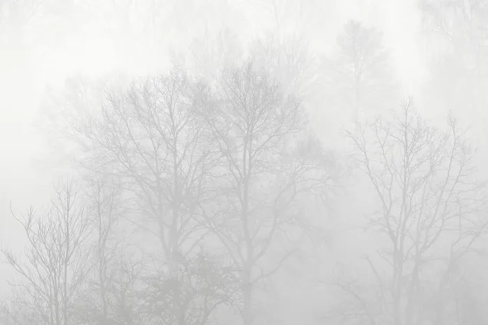 Framed Print : Bare Deciduous Trees in Fog Print, Germany