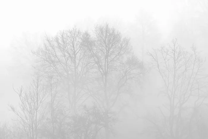 Framed Print : Foggy Bare Deciduous Trees Print, Germany Framed Print : Foggy Bare Deciduous Trees Print, Germany
