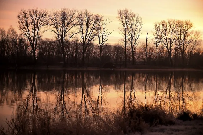 Framed Print : Bare Deciduous Trees Print at Dawn on the Old Rhine, Germany Framed Print : Bare Deciduous Trees Print at Dawn on the Old Rhine, Germany