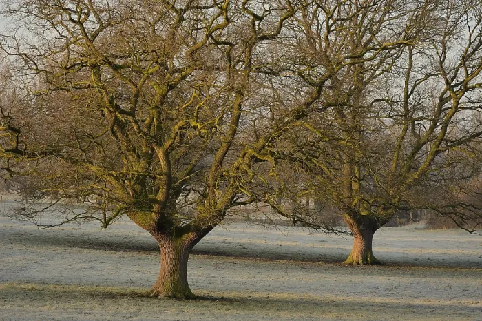 Framed Print : Two Bare Oak Trees Print, Niederrhein Germany Framed Print : Two Bare Oak Trees Print, Niederrhein Germany