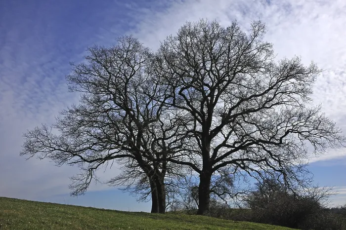 Framed Print : Two Bare Oak Trees Print, Bentin Germany Framed Print : Two Bare Oak Trees Print, Bentin Germany