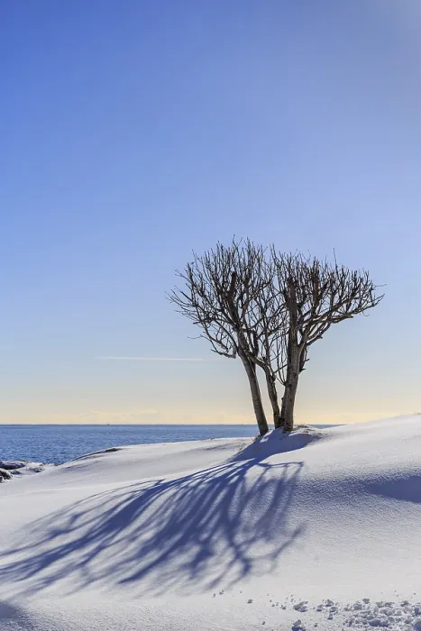 Framed Print : Bare Tree Casts Shadow in Snow Print