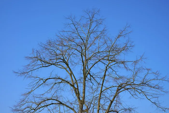 Framed Print : Bare Tree Print Against Clear Blue Sky Framed Print : Bare Tree Print Against Clear Blue Sky