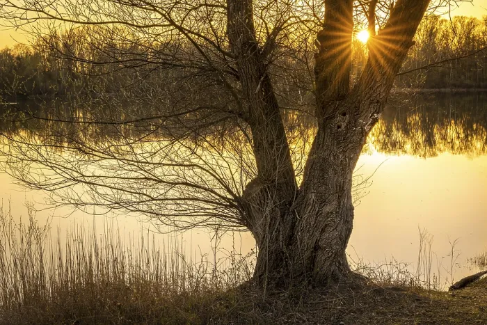 Framed Print : A bare tree by a lake at sunset Print, Germany Framed Print : A bare tree by a lake at sunset Print, Germany
