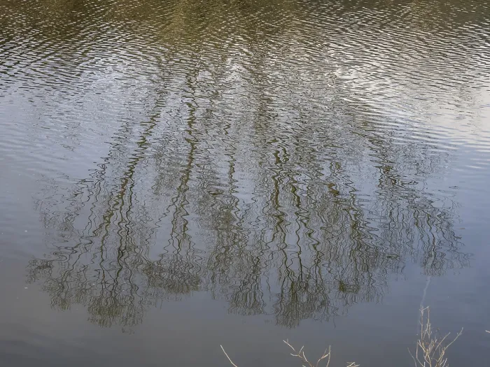 Framed Print : Bare Tree Reflected in River Print, Austria Framed Print : Bare Tree Reflected in River Print, Austria