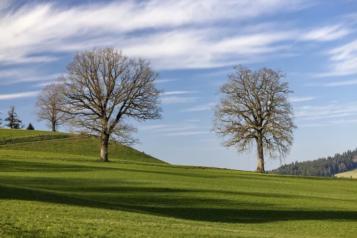 Framed Print : Bare Tree Print in Emmental, Switzerland Framed Print : Bare Tree Print in Emmental, Switzerland