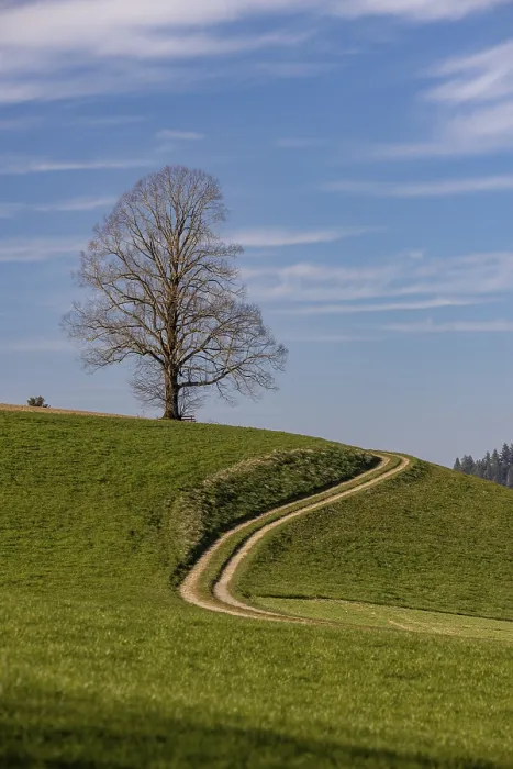 Framed Print : Bare Tree Print, Spring Landscape in Emmental, Switzerland Framed Print : Bare Tree Print, Spring Landscape in Emmental, Switzerland
