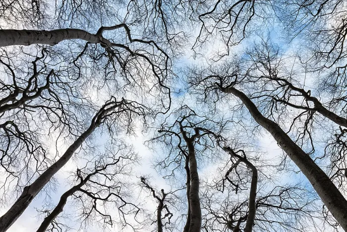 Framed Print : Bare Trees with Sky Print Framed Print : Bare Trees with Sky Print
