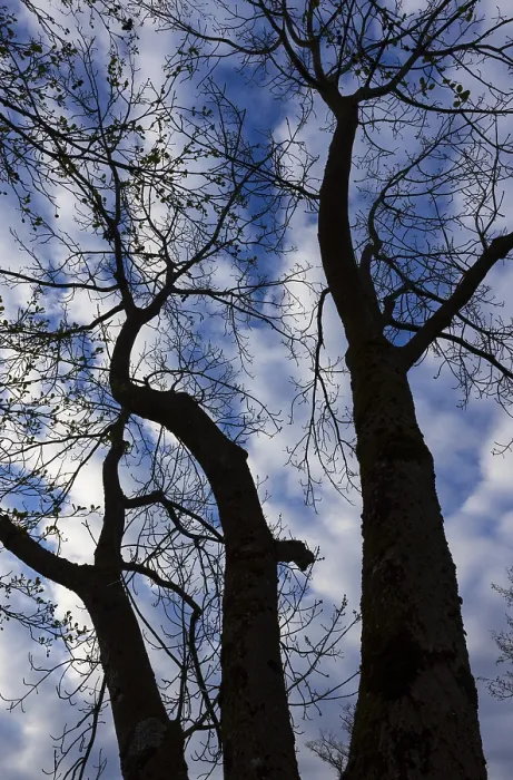Framed Print : Bare Trees Against the Sky Print, Mondseeland, Austria Framed Print : Bare Trees Against the Sky Print, Mondseeland, Austria