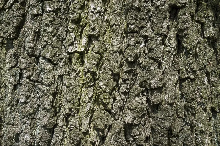 Framed Print : Oak Tree Bark Print, Baden-Wurttemberg Framed Print : Oak Tree Bark Print, Baden-Wurttemberg