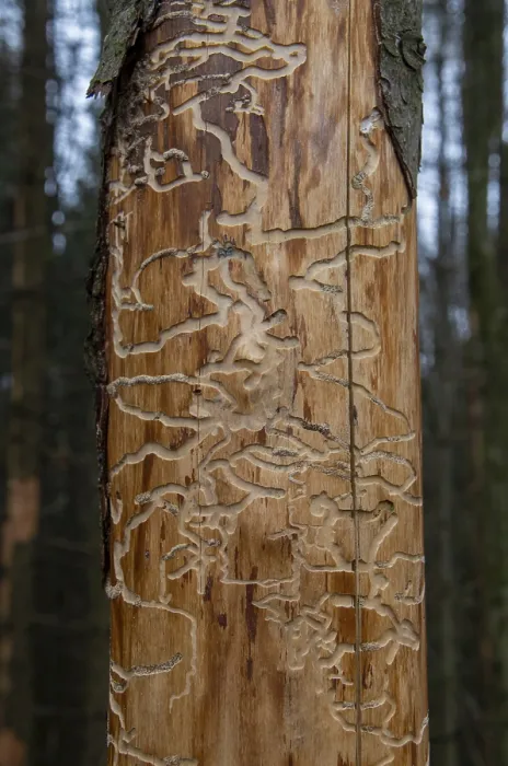 Framed Print : Bark Beetles Creating Tunnels in Raw Wood Print Framed Print : Bark Beetles Creating Tunnels in Raw Wood Print