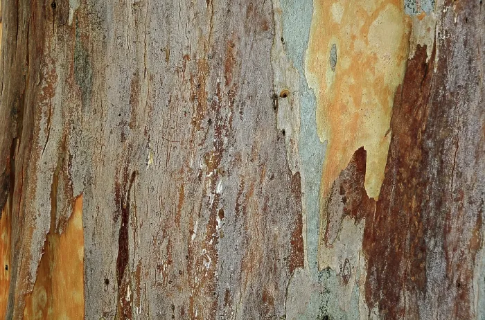 Framed Print : Eucalyptus Bark Print, Crete, Greece Framed Print : Eucalyptus Bark Print, Crete, Greece