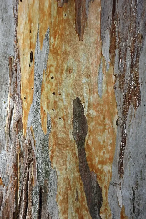 Framed Print : Eucalyptus Bark Print, Crete, Greece Framed Print : Eucalyptus Bark Print, Crete, Greece