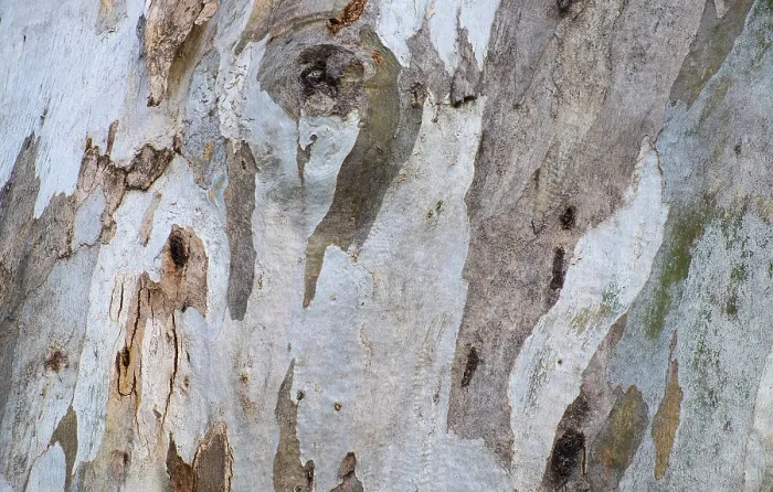 Framed Print : Eucalyptus Tree Bark Print Framed Print : Eucalyptus Tree Bark Print