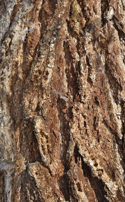 Framed Print : Print of Old Larch Tree Bark Framed Print : Print of Old Larch Tree Bark