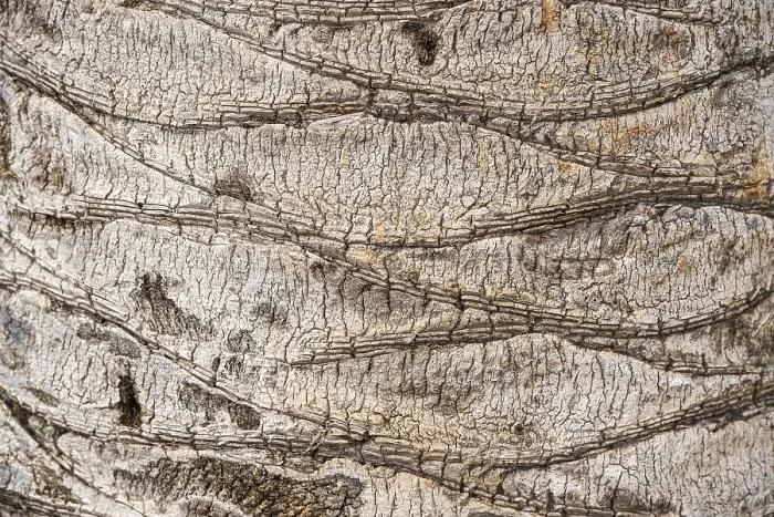 Framed Print : Bark of a Palm Tree Print, Granada, Andalusia Framed Print : Bark of a Palm Tree Print, Granada, Andalusia