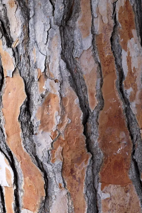 Framed Print : Pine Tree Bark Print, Majorca, Spain Framed Print : Pine Tree Bark Print, Majorca, Spain