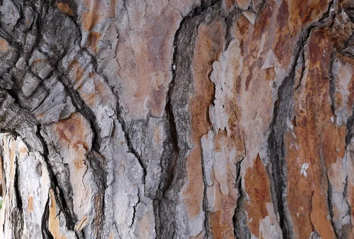 Framed Print : Pine Tree Bark Print, Majorca, Spain Framed Print : Pine Tree Bark Print, Majorca, Spain