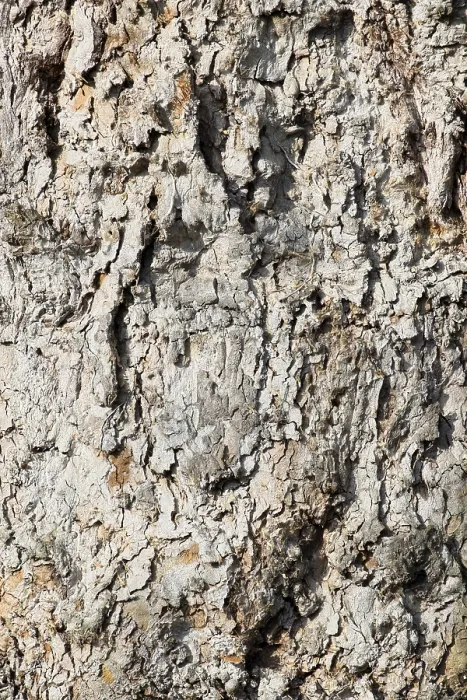 Framed Print : Plane Tree Bark Print Framed Print : Plane Tree Bark Print