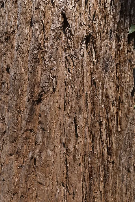 Framed Print : Sequoia Tree Bark Print, Bavaria, Germany Framed Print : Sequoia Tree Bark Print, Bavaria, Germany
