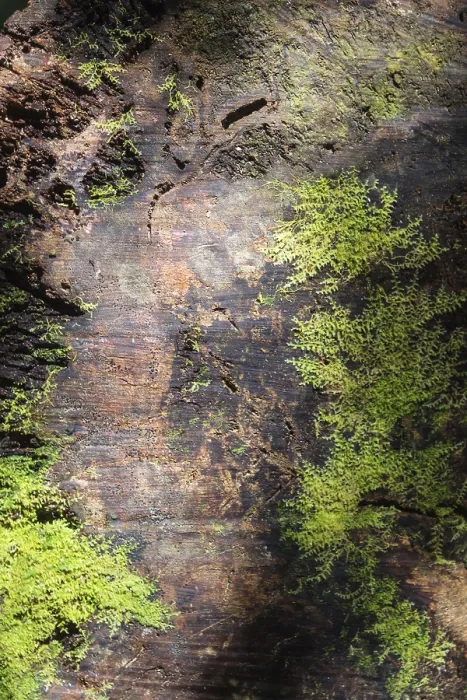 Framed Print : Bark Texture Print with Jungle Moss Framed Print : Bark Texture Print with Jungle Moss