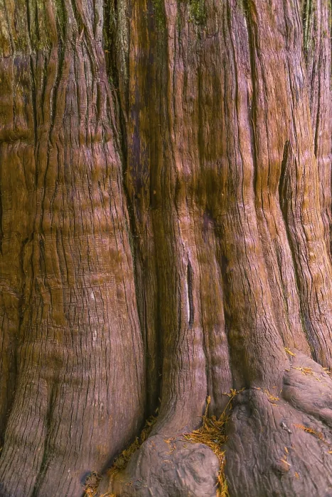 Framed Print : Western Red Cedar Tree Bark Print, Mount Rainier National Park