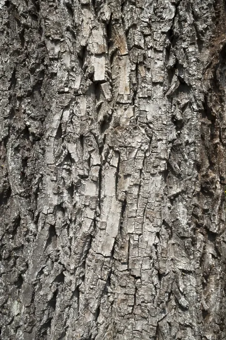 Framed Print : Walnut Tree Bark Print, Bavaria, Germany Framed Print : Walnut Tree Bark Print, Bavaria, Germany