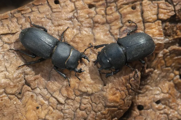 Framed Print : Dorcus parallelipipedus Print, Female Lesser Stag Beetle