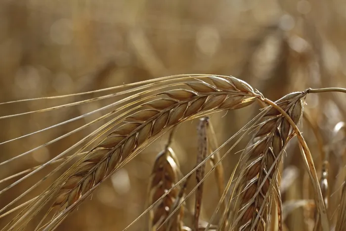 Framed Print : Barley with Ears Print - Hordeum vulgare Framed Print : Barley with Ears Print - Hordeum vulgare