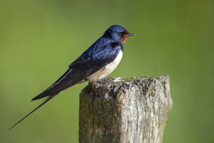 Framed Print : Barn Swallow Print from ImageBROKER Framed Print : Barn Swallow Print from ImageBROKER