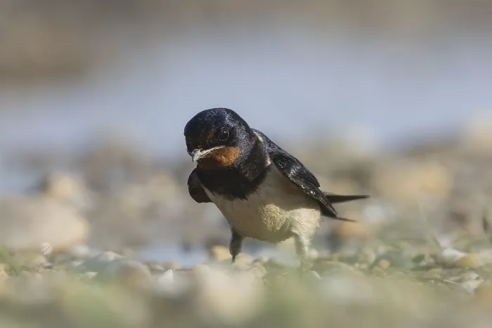 Framed Print : Barn Swallow Collecting Nesting Material Print, Austria Framed Print : Barn Swallow Collecting Nesting Material Print, Austria