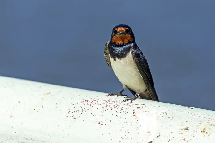 Framed Print : Barn Swallow Print, Prerow Harbour, Germany Framed Print : Barn Swallow Print, Prerow Harbour, Germany